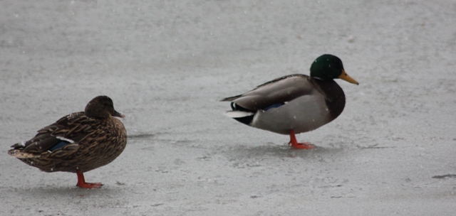 Hiver 2013 - Sous la neige